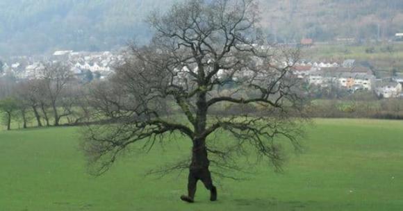 Bí ẩn loài cây trăm tuổi có khả năng “di chuyển” như con người
