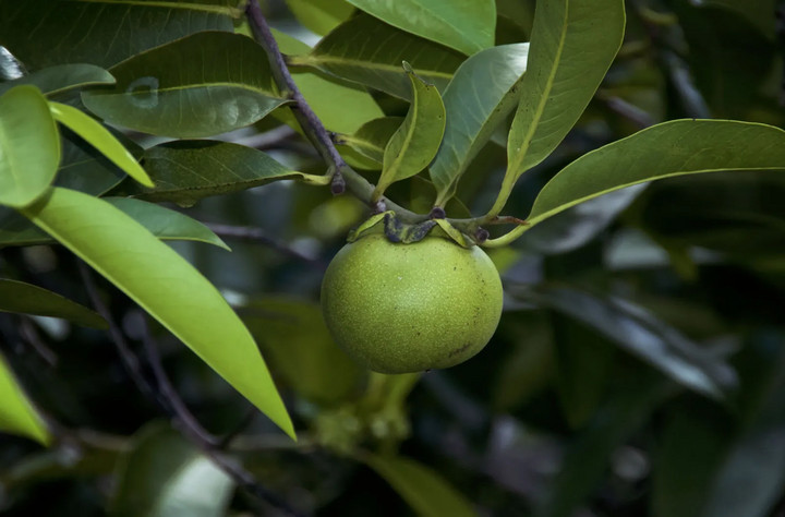 manchineel-loai-cay-doc-khet-tieng-nhat-trai-dat-2