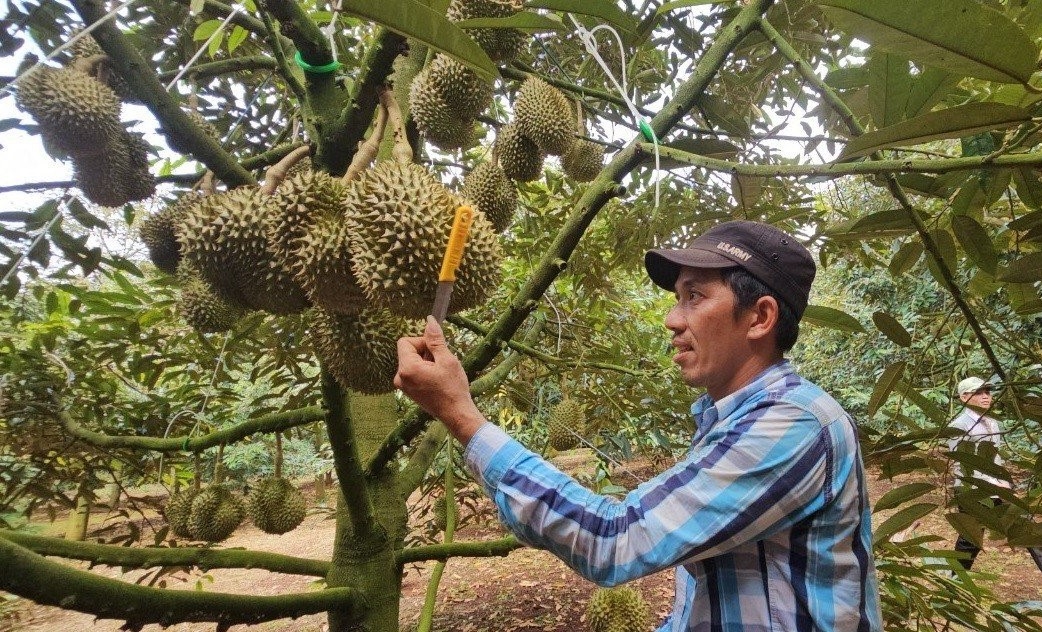 doc-la-binh-thuan-kiem-tien-trieu-moi-ngay-nho-nghe-go-sau-rieng-1