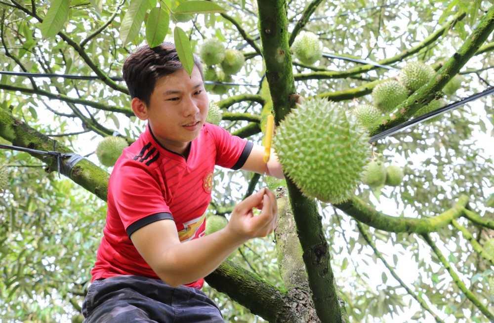 doc-la-binh-thuan-kiem-tien-trieu-moi-ngay-nho-nghe-go-sau-rieng-2