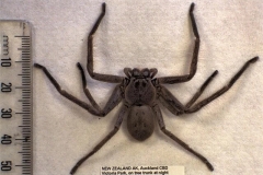 Khám phá loài nhện lớn nhất thế giới: Thợ săn mồi đỉnh cao, chân sải dài như con cua