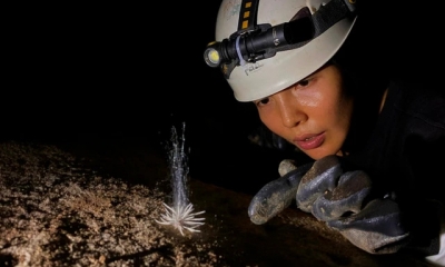Phát hiện loài 'thủy quái' bí ẩn chưa từng thấy trong hang động Phong Nha - Kẻ Bàng