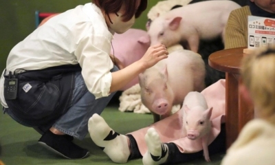Độc lạ Nhật Bản: quán cà phê lợn gây sốt, khách muốn đến phải đặt chỗ trước