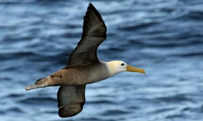 Loài chim dành hơn 90% cuộc đời để lang thang trên biển, chung tình bậc nhất, nói không với 'ngoại tình'