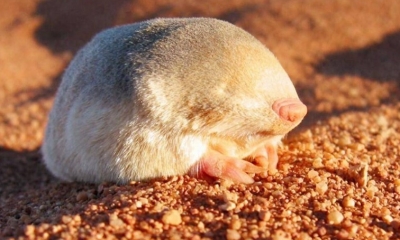 Loài chuột quý hiếm đã biến mất 87 năm xuất hiện trở lại ở Nam Phi: Đi lại mà không cần mắt, ngoại hình lấp lánh tỏa ra ánh vàng