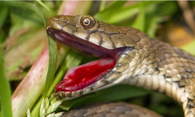 Loài rắn biết cách 'hộc máu', đóng kịch giả chết để thoát thân khi gặp nguy hiểm
