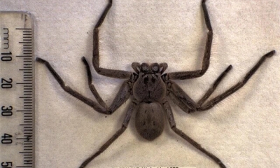 Khám phá loài nhện lớn nhất thế giới: Thợ săn mồi đỉnh cao, chân sải dài như con cua