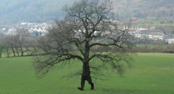Bí ẩn loài cây trăm tuổi có khả năng “di chuyển” như con người